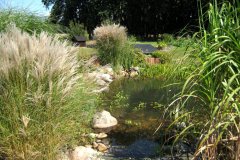 Teich bepflanzt